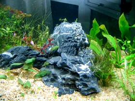 Green Slate Rock in Aquarium