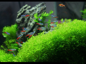 Green Aquarium Slate Rock for Fish