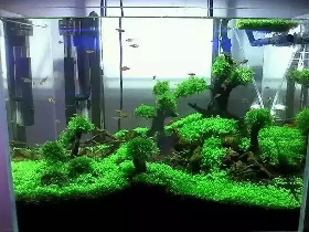 Aqua Landscape Decor Fish Tank Oscar Guppy Cichlid Betta Driftwood