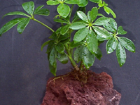 Lava Rock Bonsai Planter