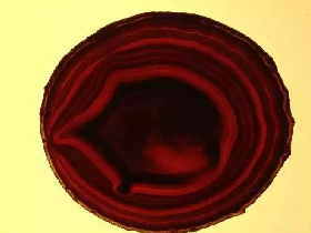Blood Red Agate Coaster
