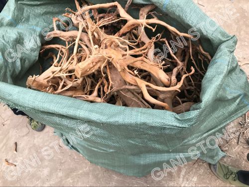 Azalea Roots Packing