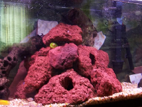 Red Lava Rock Holey Fish Cave